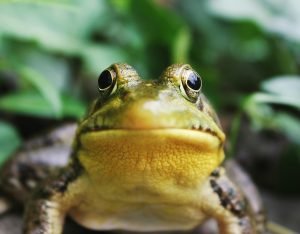 closeup photography of a frog - for you deserve to have a career you love post
