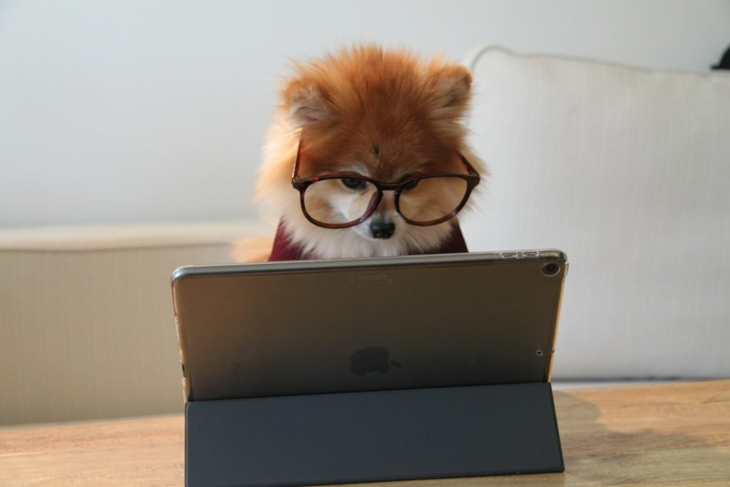 brown and white long coated small dog wearing eyeglasses on black laptop computer learning new skills