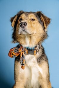 personal branding - a dog with a belt on its neck