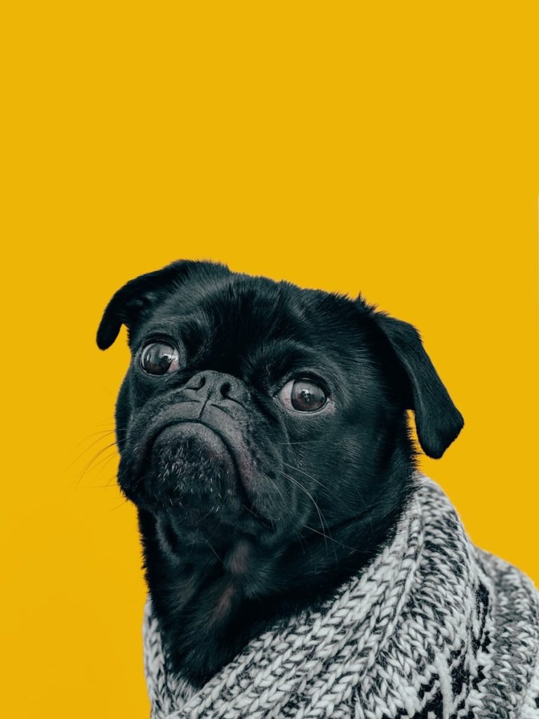 anxious black pug with gray knit scarf and yellow background