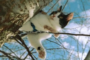 kitten in tree - a black and white cat climbing up a tree
