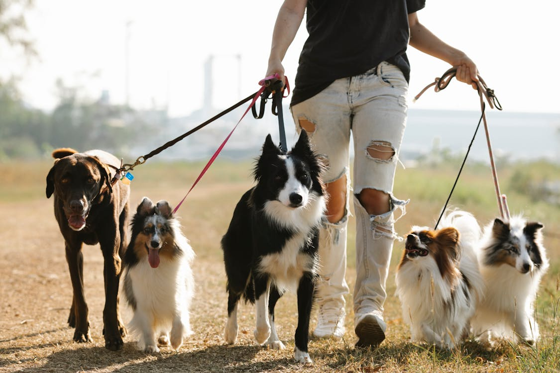 a dogwalker, walking a bunch of dogs - pictures one of the many unusual careers mentioned in this story