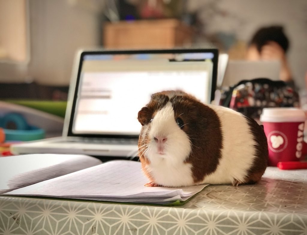 serves as a metaphor for focus, to go with the focus and attention section white and brown guinea pig on white paper, pulling your focus from the laptop and notebook