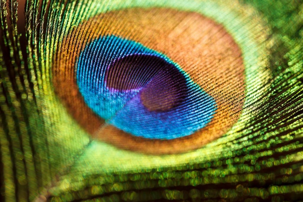 A detailed close-up of a vibrant peacock feather showcasing colorful iridescent patterns.